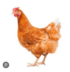 poules pondeuses rouge