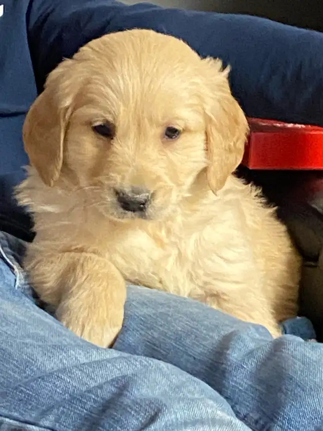 chiots golden, prêt à partir, vacciner et vermifuger