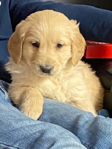 chiots golden, prêt à partir, vacciner et vermifuger