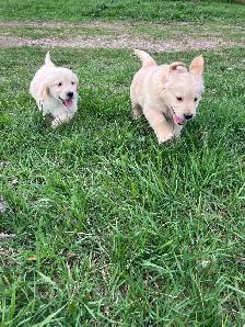 chiots golden, prêt à partir, vacciner et vermifuger - Photo 2
