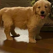 chiots golden, prêt à partir, vacciner et vermifuger - Photo 3