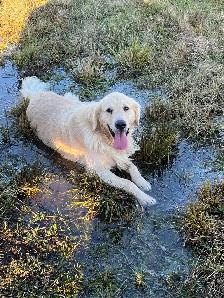 chiots golden, prêt à partir, vacciner et vermifuger - Photo 4
