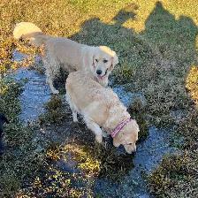 chiots golden, prêt à partir, vacciner et vermifuger - Photo 5
