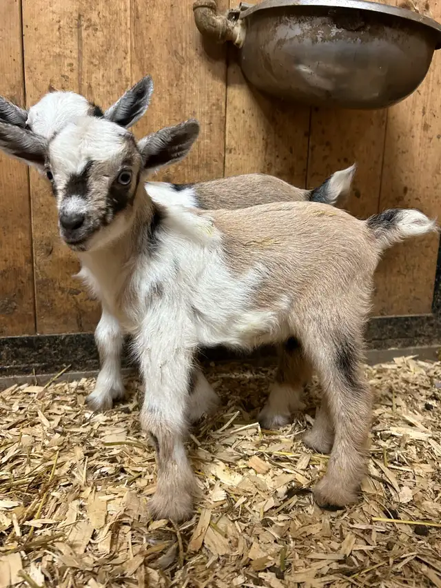 purebred Nigerian dwarfs