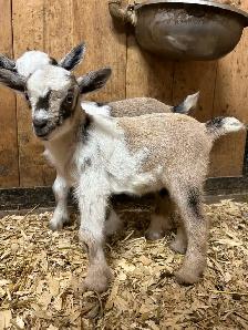 purebred Nigerian dwarfs