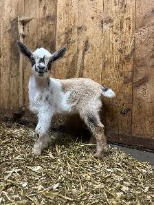 purebred Nigerian dwarfs - Photo 2
