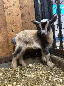 purebred Nigerian dwarfs - Photo 3