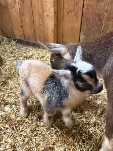 purebred Nigerian dwarfs - Photo 4