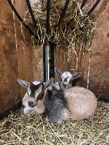 purebred Nigerian dwarfs - Photo 5