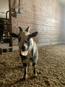purebred Nigerian dwarfs - Photo 6