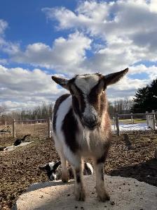 purebred Nigerian dwarfs - Photo 7