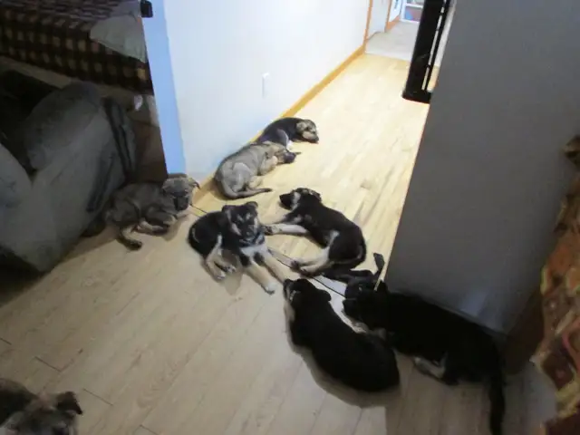 puppies