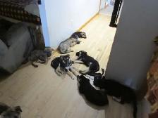puppies