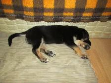 puppies - Photo 2