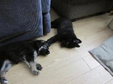 puppies - Photo 3