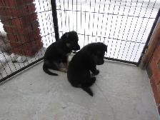 puppies - Photo 4