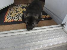 puppies - Photo 5