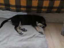 puppies - Photo 6