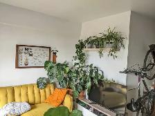 Appartement 4 1/2 à proximité du métro Frontenac - Photo 3