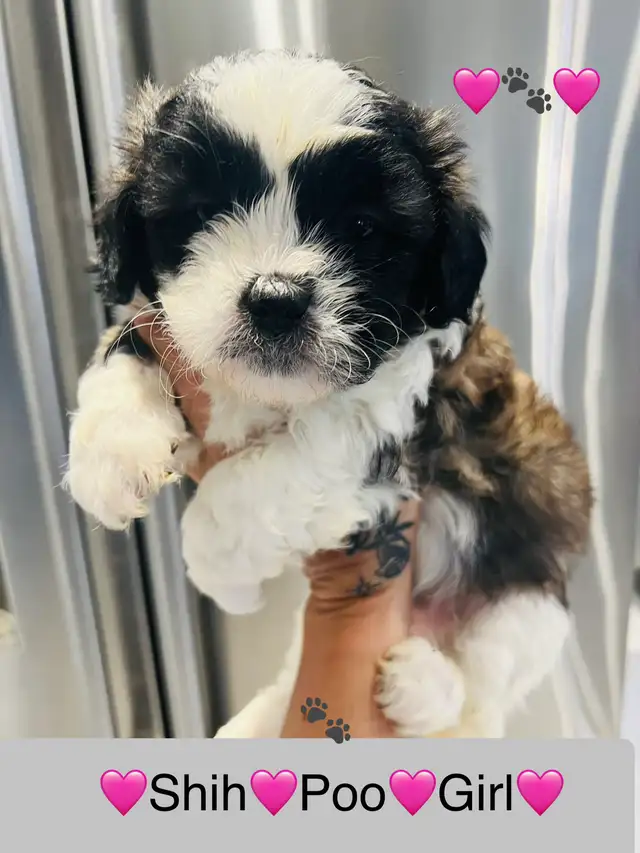 ♥️BEAUTIFUL SHIH TZU/SHIH POO PUPS EXP BREEDER 30 YRS♥️