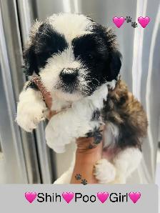 ♥️BEAUTIFUL SHIH TZU/SHIH POO PUPS EXP BREEDER 30 YRS♥️