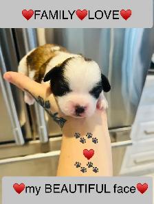 ♥️BEAUTIFUL SHIH TZU/SHIH POO PUPS EXP BREEDER 30 YRS♥️ - Photo 2