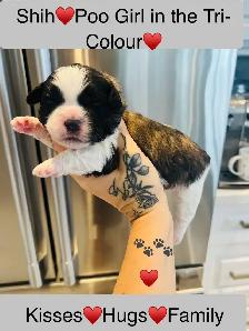 ♥️BEAUTIFUL SHIH TZU/SHIH POO PUPS EXP BREEDER 30 YRS♥️ - Photo 3