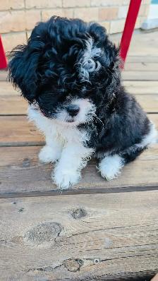 ♥️BEAUTIFUL SHIH TZU/SHIH POO PUPS EXP BREEDER 30 YRS♥️ - Photo 4