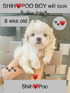 ♥️BEAUTIFUL SHIH TZU/SHIH POO PUPS EXP BREEDER 30 YRS♥️ - Photo 5