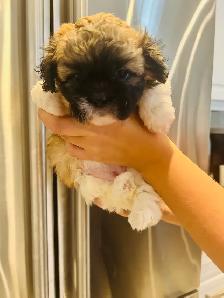 ♥️BEAUTIFUL SHIH TZU/SHIH POO PUPS EXP BREEDER 30 YRS♥️ - Photo 6