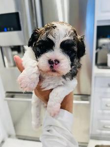 ♥️BEAUTIFUL SHIH TZU/SHIH POO PUPS EXP BREEDER 30 YRS♥️ - Photo 7