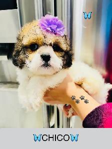 ♥️BEAUTIFUL SHIH TZU/SHIH POO PUPS EXP BREEDER 30 YRS♥️ - Photo 8
