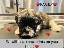 ♥️BEAUTIFUL SHIH TZU/SHIH POO PUPS EXP BREEDER 30 YRS♥️ - Photo 9