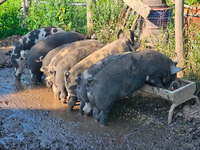 Butcher Ready Pigs (350-400lbs)