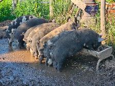 Butcher Ready Pigs (350-400lbs)