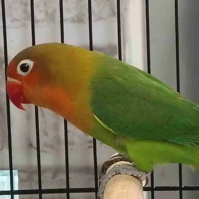baby Fisher lovebird