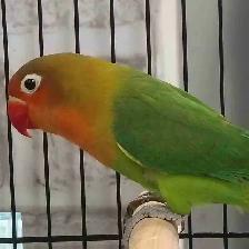 baby Fisher lovebird
