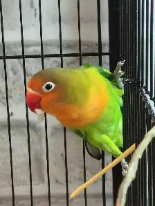 baby Fisher lovebird - Photo 2