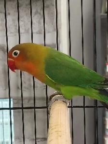 baby Fisher love bird