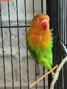 baby Fisher love bird - Photo 3