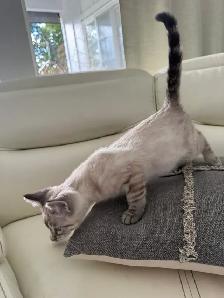 Bengal × Ragdoll Kittens - Photo 2
