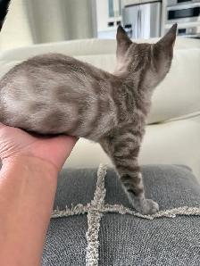 Bengal × Ragdoll Kittens - Photo 3
