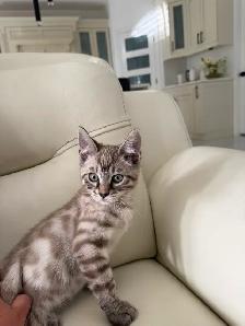 Bengal × Ragdoll Kittens - Photo 4