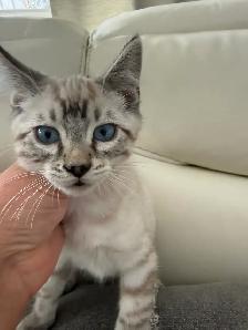 Bengal × Ragdoll Kittens - Photo 5