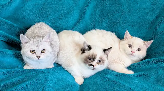 Non Standard and Standard Munchkin kittens