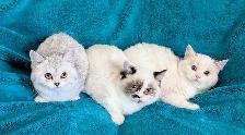 Non Standard and Standard Munchkin kittens