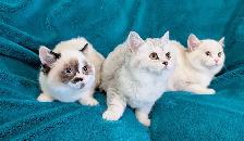 Non Standard and Standard Munchkin kittens - Photo 2