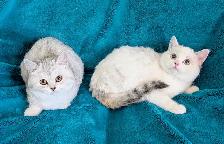 Non Standard and Standard Munchkin kittens - Photo 3