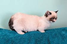 Non Standard and Standard Munchkin kittens - Photo 4