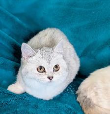 Non Standard and Standard Munchkin kittens - Photo 5
